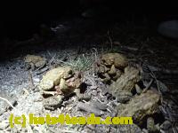 /home//u458753944/public_html/sourcegallery///////////////////////Roxborough Toad Detour/2013-2019/2017/P4110710.JPG